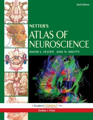 Netter&#039;s atlas. Неврология атлас. неттер неврология. неттер фрэнк неврология. netter atlas of neurology.