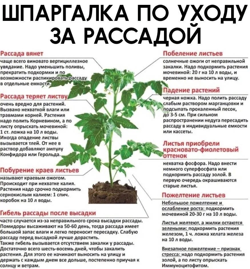 Через сколько дней поливать рассаду помидор. Схема подкормок рассады томатов перца баклажан. схема для рассады. шпаргалка по рассаде. полезный совет про рассаду.
