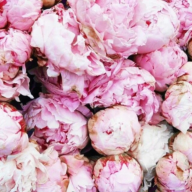 Peonies bloom