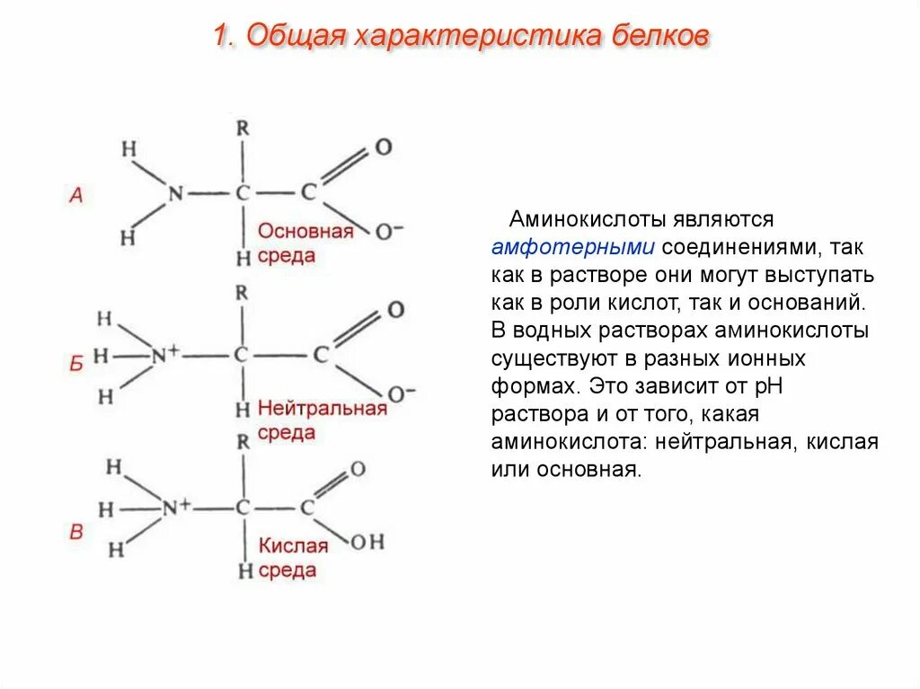 Классификация белков по строению и функциям. Белка общая характеристика. Общая характеристика аминокислот строение. Содержание и функции некоторых белков плазмы крови. Охарактеризуйте свойства белков.