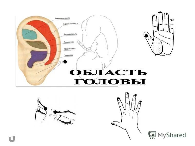 Массаж пальцев при головной боли на руках. Тоски о т головной боил. Точечный массаж головы при мигрени. Точки для снятия головной боли. Су джок головная боль.