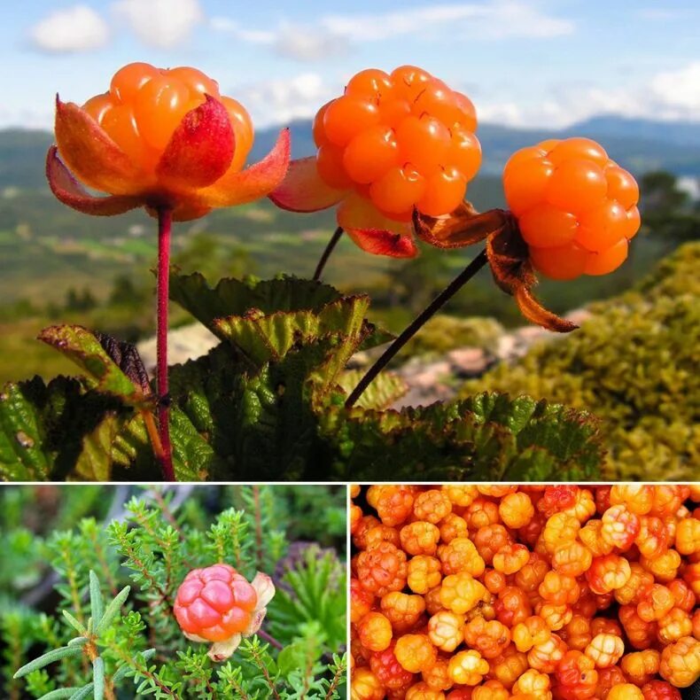 Cloudberry. Морошка ягода. Морошка ягода куст. Царская ягода Морошка. Тундровая Морошка.