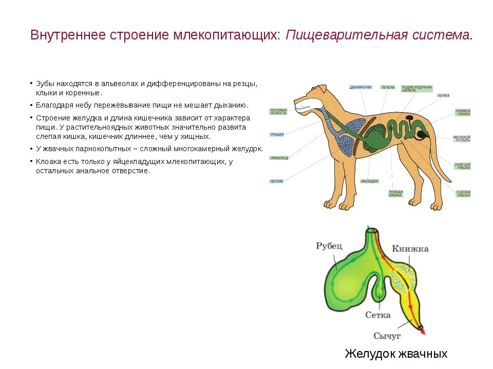 Из каких отделов состоит пищеварительный тракт млекопитающих. Пищеварительная система млекопитающих схема биология 7 класс. пищеварительная система млекопитающих 7 класс биология таблица. внутреннее строение млекопитающих 7 класс биология. внутреннее строение млекопитающих системы органов 7 класс биология.