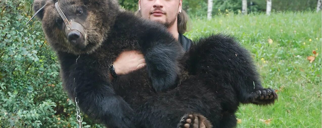 Канадский медведь перед спячкой ЯПлакалъ
