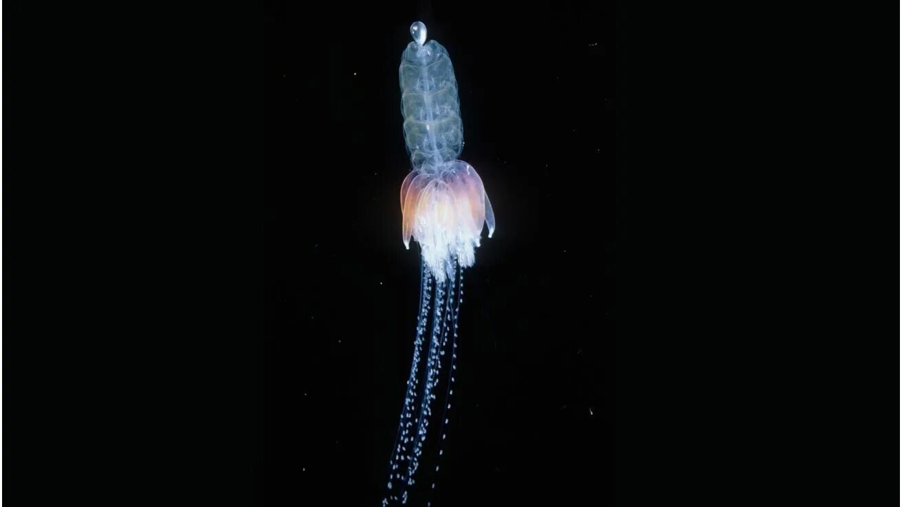 Сифонофоры это 3 класс литературное чтение. Сифонофоры колония. медуза marrus orthocanna. сифонофора 46 метров. парусник класс гидроидные.