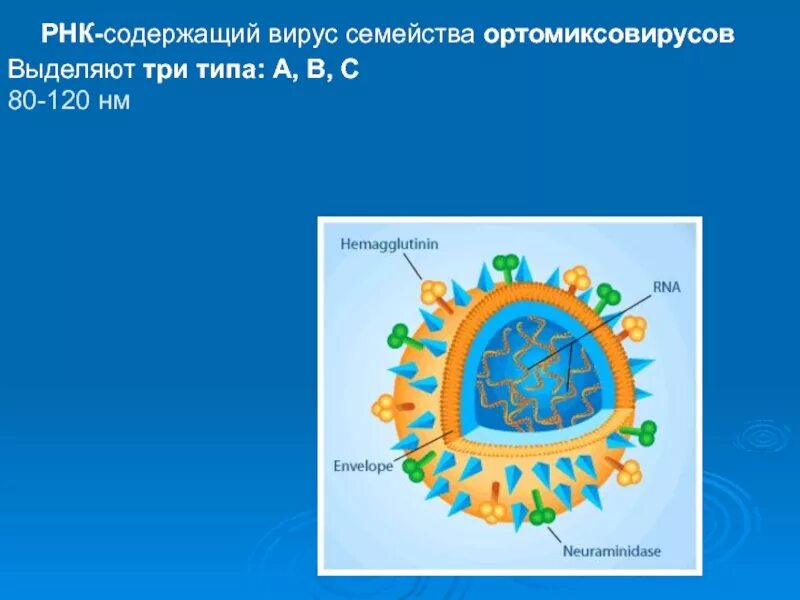 Где содержится вирус. Рнк содержащие вирусы. семейство ортомиксовирусы. рнк содержащие вирусы имеют размер. ортомиксовирусы микробиология.