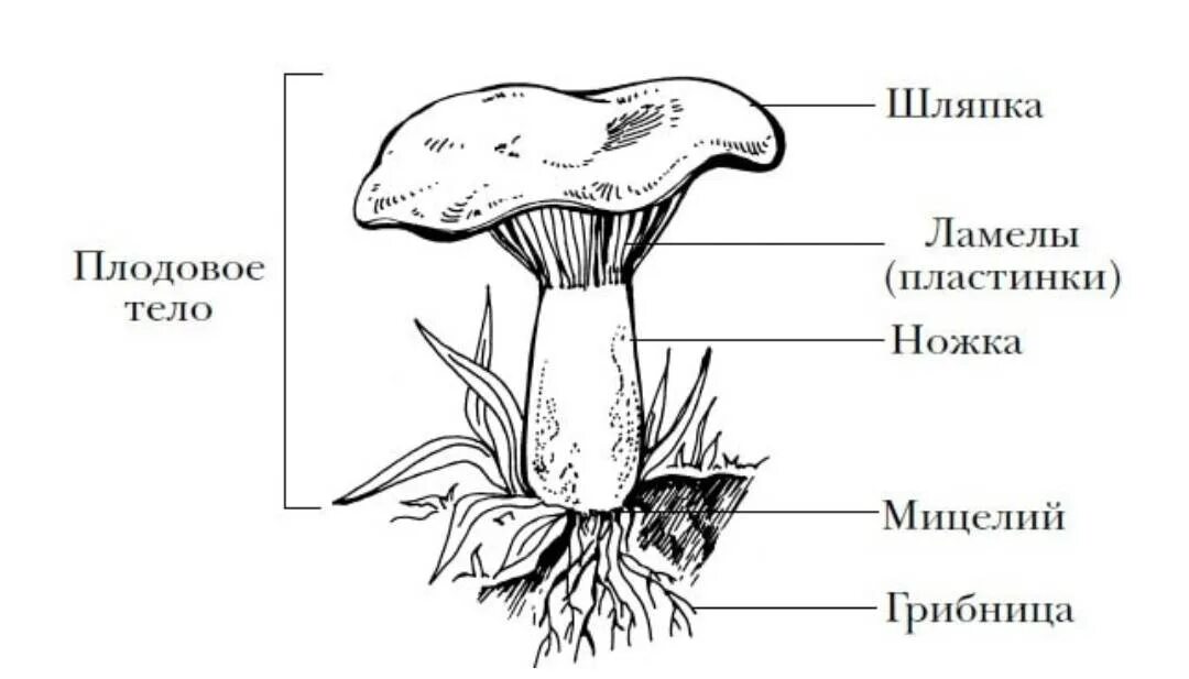 Главной частью шляпочного гриба является. Строение шляпочного гриба строение. Строение шляпочных грибов. Строение шляпочного гриба. Строение шляпочного гриба часть гриба.