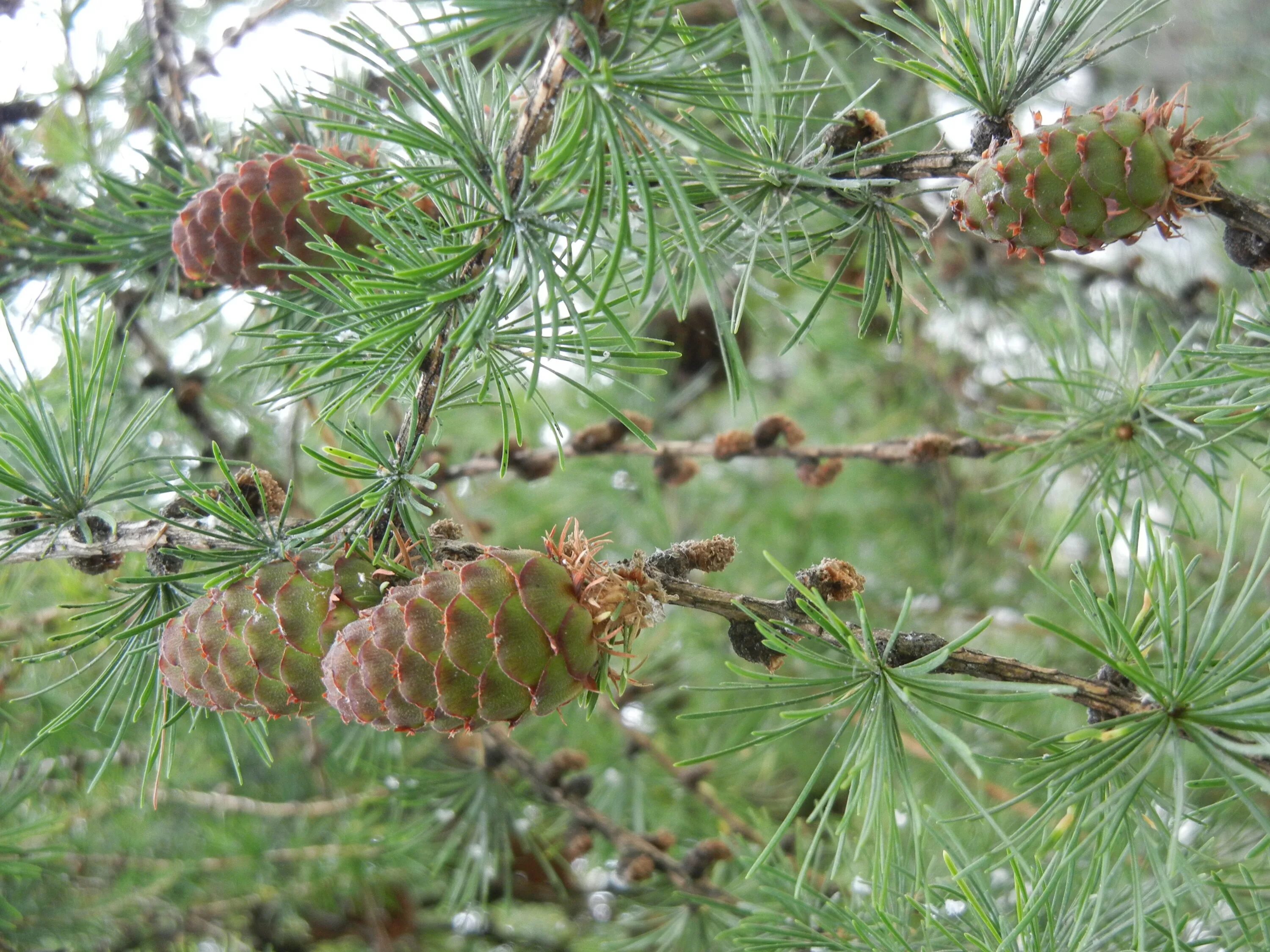 Лиственница Сибирская Larix sibirica. Лиственница Сукачева (Larix sukaczewii). Лиственница Сибирская Larix sibirica шишки. Лиственница Гмелина Даурская.