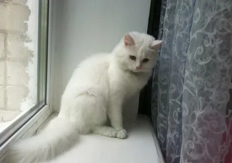 Сколько живут ангоры