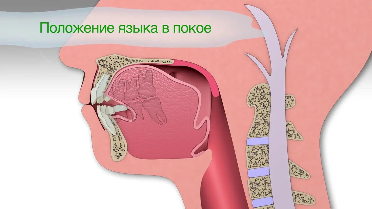 Правильное положение языка. Положение языка в состоянии покоя. Язык во рту в спокойном состоянии