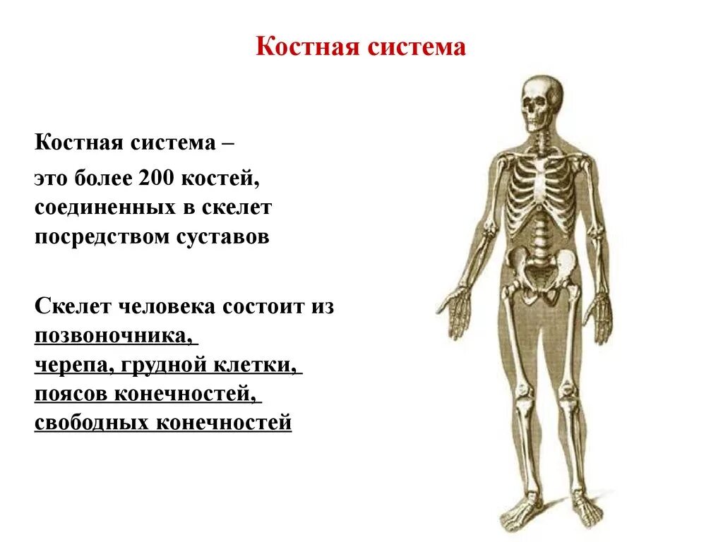 Костная система выполняет в организме функцию. Строение костной системы. Костная система Общие данные. Костная система человека анатомия. Костная система органы входящие в систему.