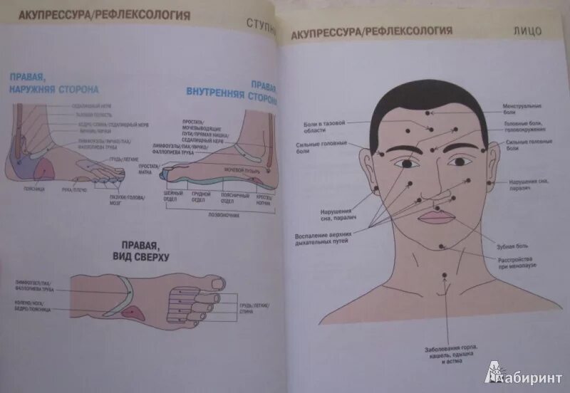 Основа точечного массажа. Акупрессура точечный массаж акупунктура. "Акупрессура. Иллюстрированный атлас" Тимкова (АСТ). Акупрессура точечный массаж ,атлас. Биологически активные точки.