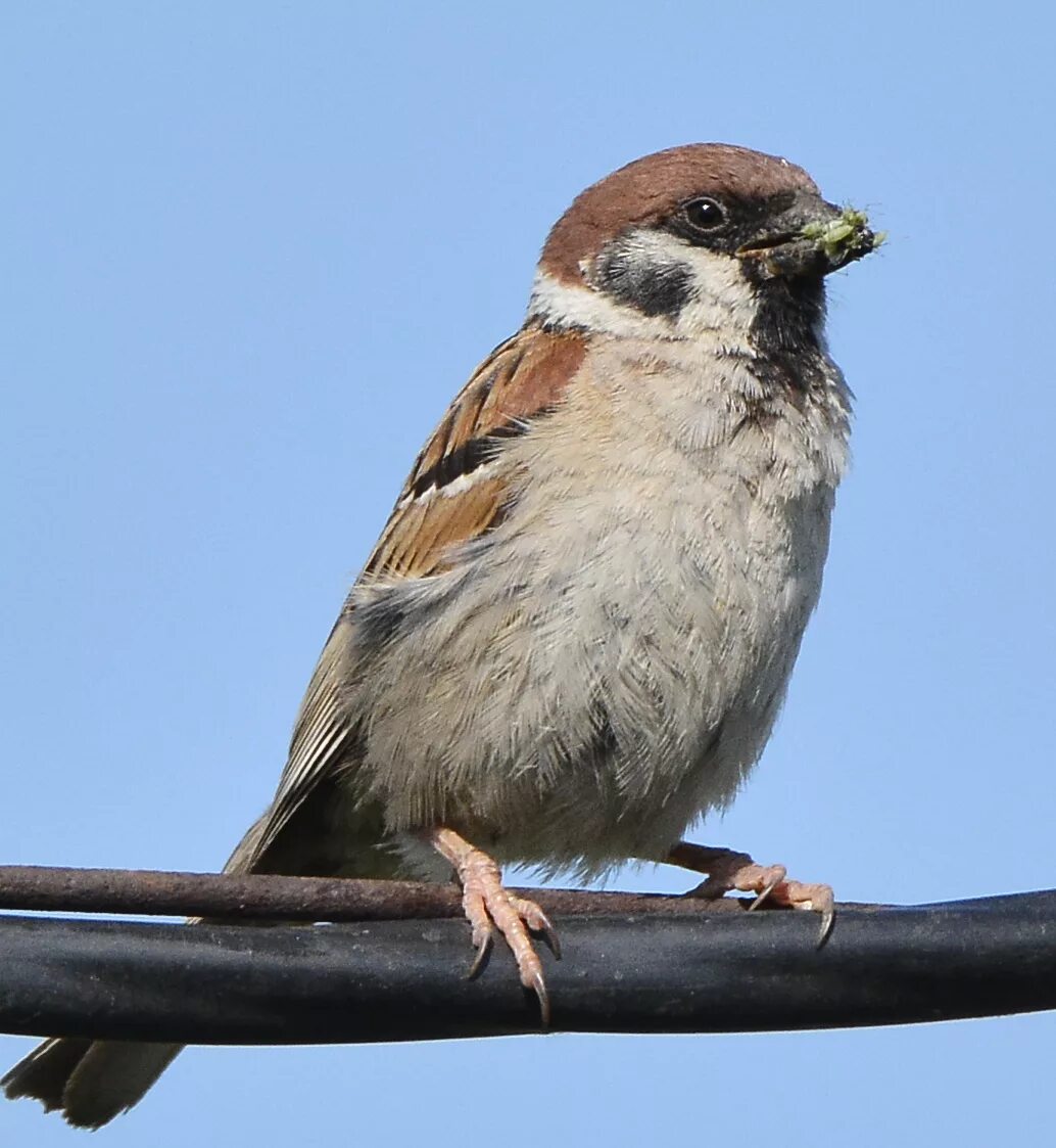 Воробей пернатый. Полевой Воробей (passer montanus). Насекомоядные птицы Воробей. Домовый Воробей воробьиные. Красноголовый Воробей.