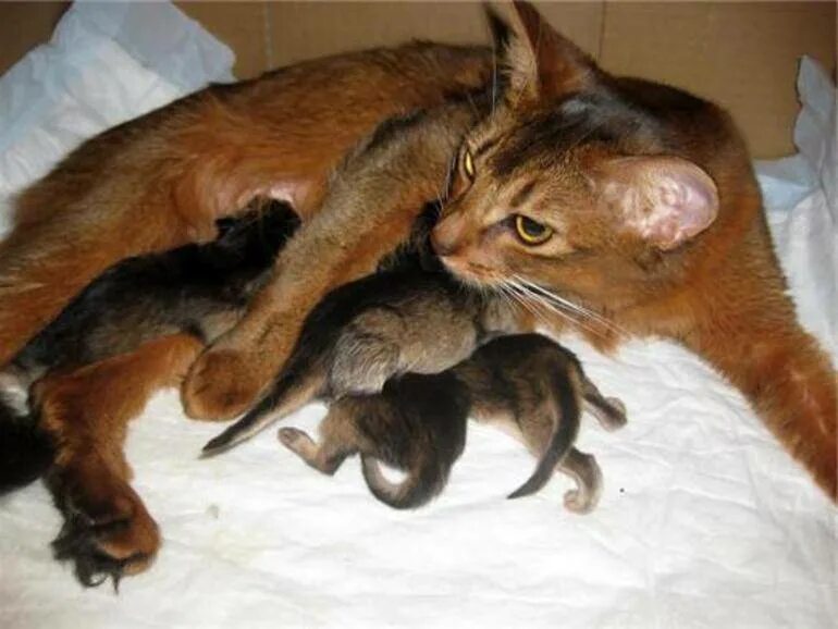 Рождение котят у кошки. Рождение котят у кошки