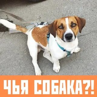 Пока собак