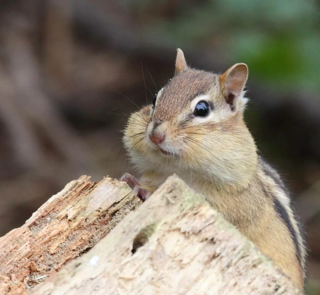 Классификация животных таксоны. Беличий король в природе. Отряд беличьи. Беличьи хордовые грызуны. Белка с пушистым хвостом.