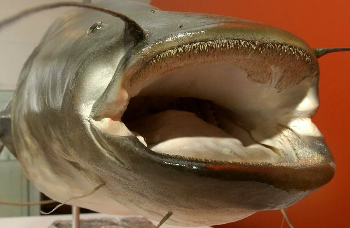 Сазан с открытым ртом. Карп с открытым ртом. Звездочет рыба черное море. Смешные рыбы. Рыба со ртом.