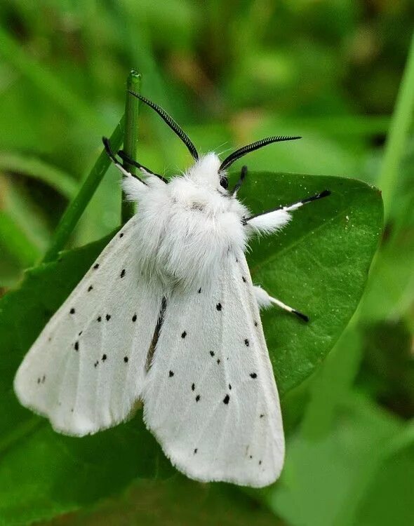 Медведица крапчатая Spilosoma lubricipeda. Бражник Медведица. Бражник тутовый шелкопряд. Тутовый Бражник. Мотылки