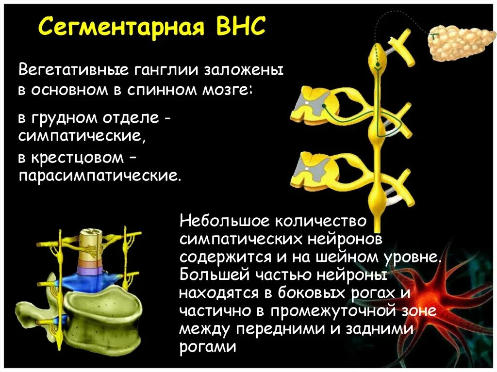 Ганглии вегетативной НС. Сегментарный отдел ВНС. Симпатические вегетативные ганглии. Вегетативные нервные узлы. Вегетативным является ядром