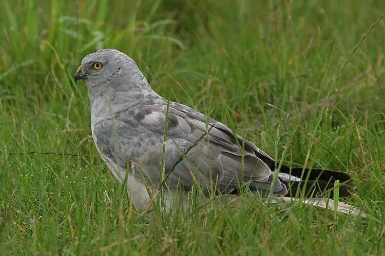 серая хищная птица. Aquila rapax nipalensis - степной орел. степной сизый орел в полете. полевой лунь - circus cyaneus (linnaeus, 1766). седой сизый орел.