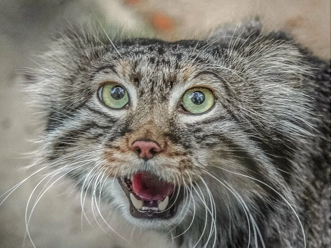 зрачки манула. кот манул зрачки. дикий лесной кот манул. манул. погладь манула.