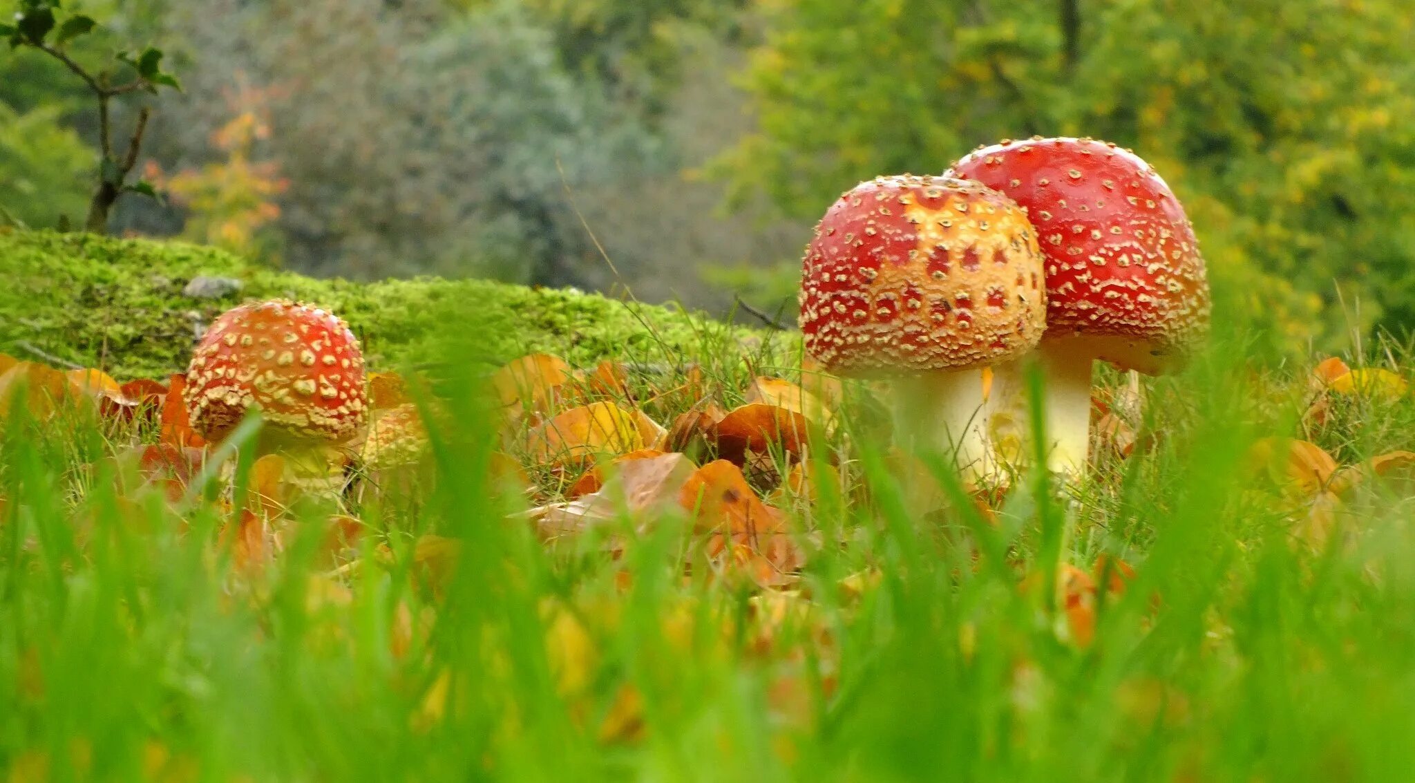Мир природы грибы. Картинки на рабочий стол грибы. Лесные грибы. Красивые грибы. Природа осень грибы.