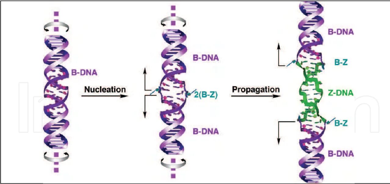 Пространственная структура ДНК. B-ДНК. Z ДНК. Z форма ДНК.