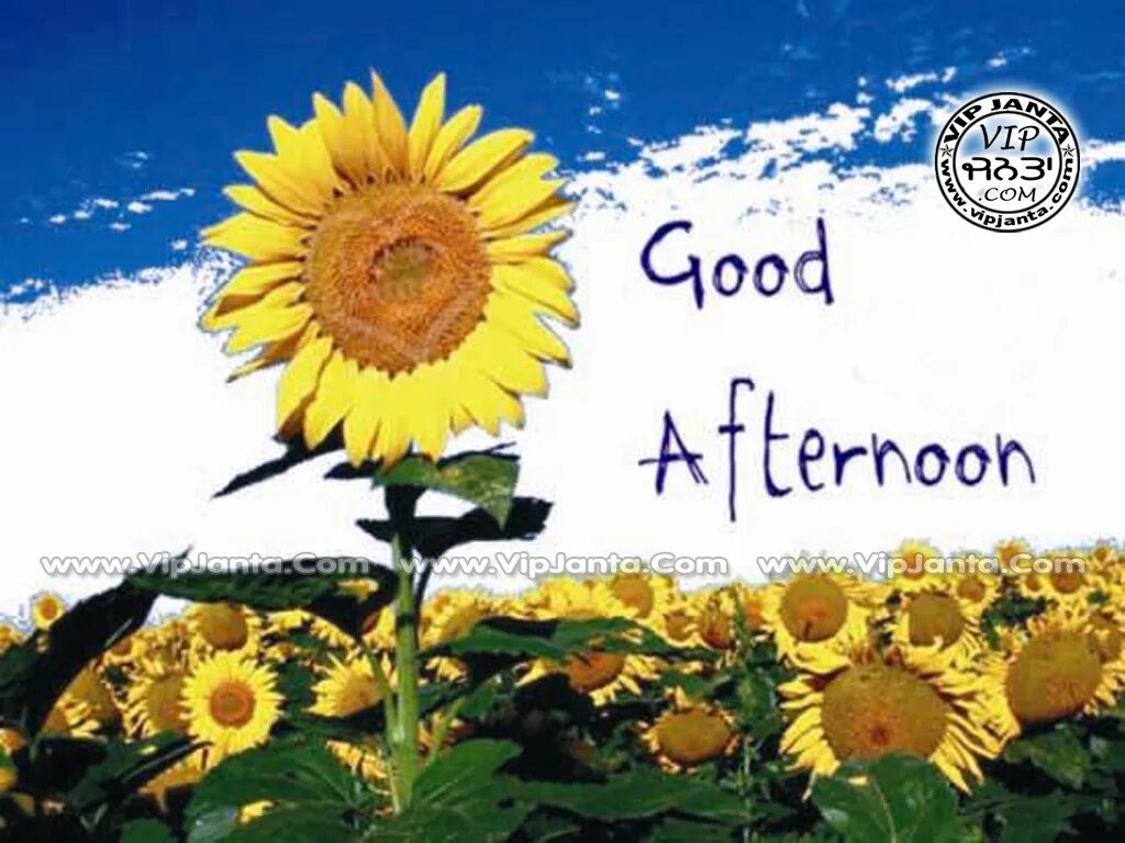 Good afternoon can i help you. Good afternoon. good afternoon картинки. good afternoon перевод. good afternoon надпись красивая.