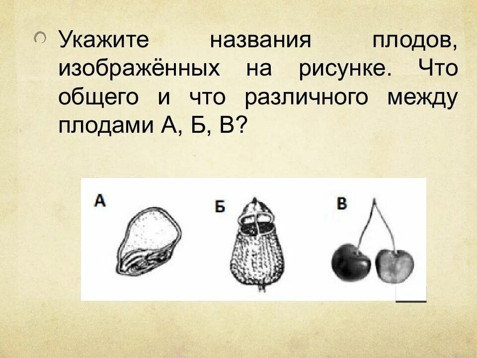 Укажите названия плодов, изображённых на рисунке. Что общего и что. Укажите название плодов изображенных на рисунке. Как называется изображенный на рисунке плод. Назовите плоды изображенные на картинке. Какие типы плодов изображены на рисунке