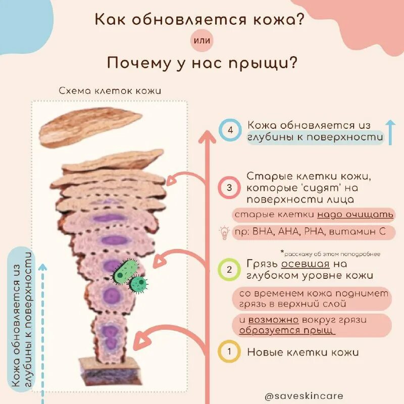Кожа строение функции регенерация. Как часто обновляется кожа. Физиологическая регенерация эпидермиса. Как часто обновляется кожа. Обновление рогового слоя эпидермиса.