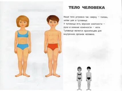 Покажи туловище