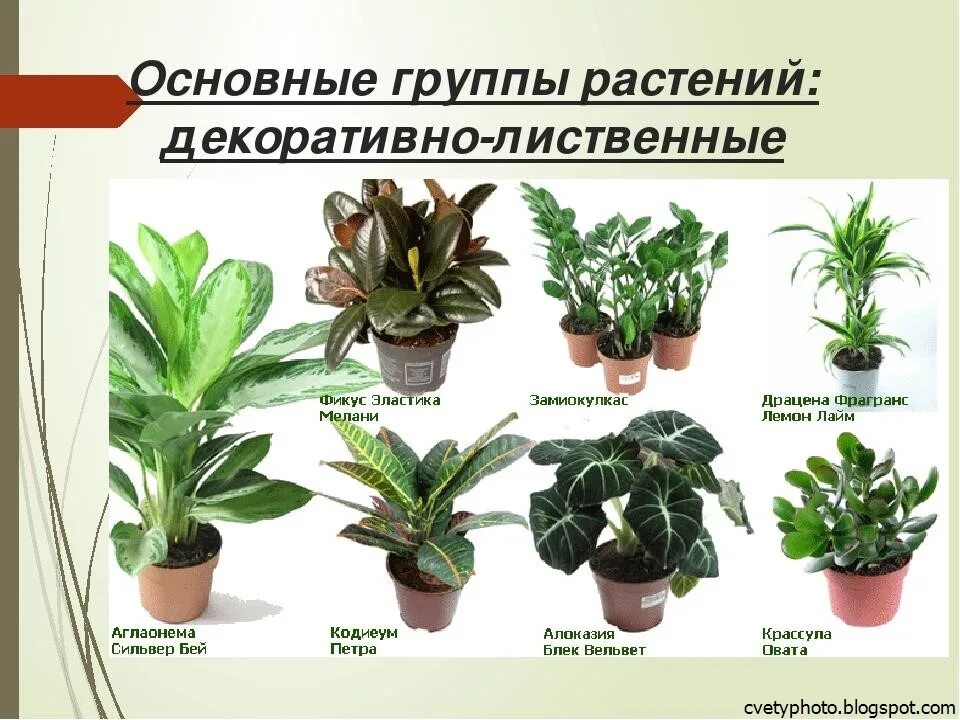 Какие названия комнатных растений