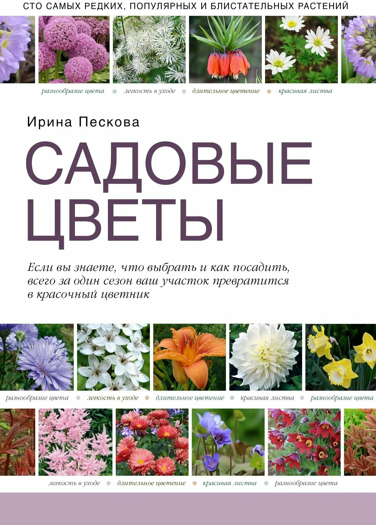 названия садовых цветов для детей. цветы однолетки галакси. названия многолетних садовых цветов. садовые растения список. название садовых цветов.