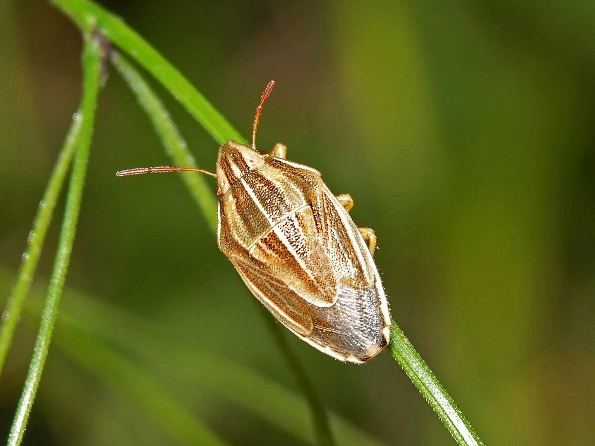 Элия остроголовая Aelia acuminata. Клоп щитник черепашка. Щитник черноусый. Щитник остроголовый.