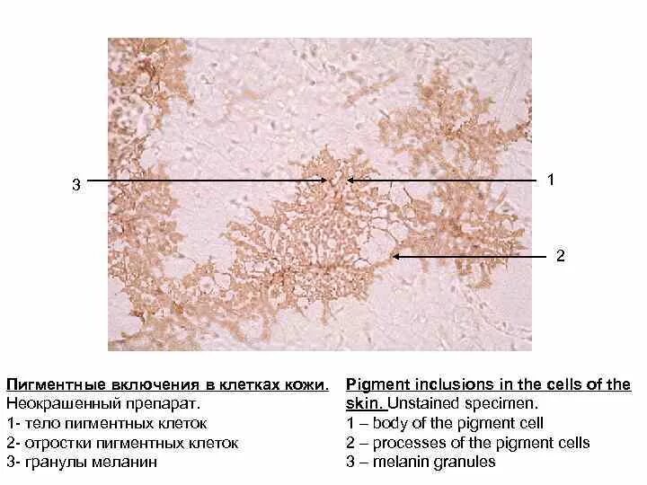 Клеточный пигмент обеспечивает данный процесс. Пигменты растений. Хлорофилл в клетках растения. Клеточный пигмент обеспечивает данный процесс. Световая фаза фотосинтеза фотосистемы.