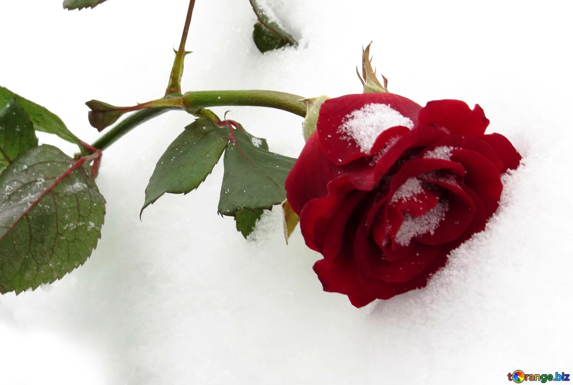 Красные цветы зимние розы. Бордовые розы на снегу. Зимняя роза. Замерзшая роза. Роза в снегу на прозрачном фоне.