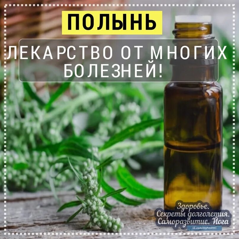 Вылечила полынью. Полынь лекарство. полынь - лекарство от многих болезней!. очищение организма полынью. полынь в таблетках.