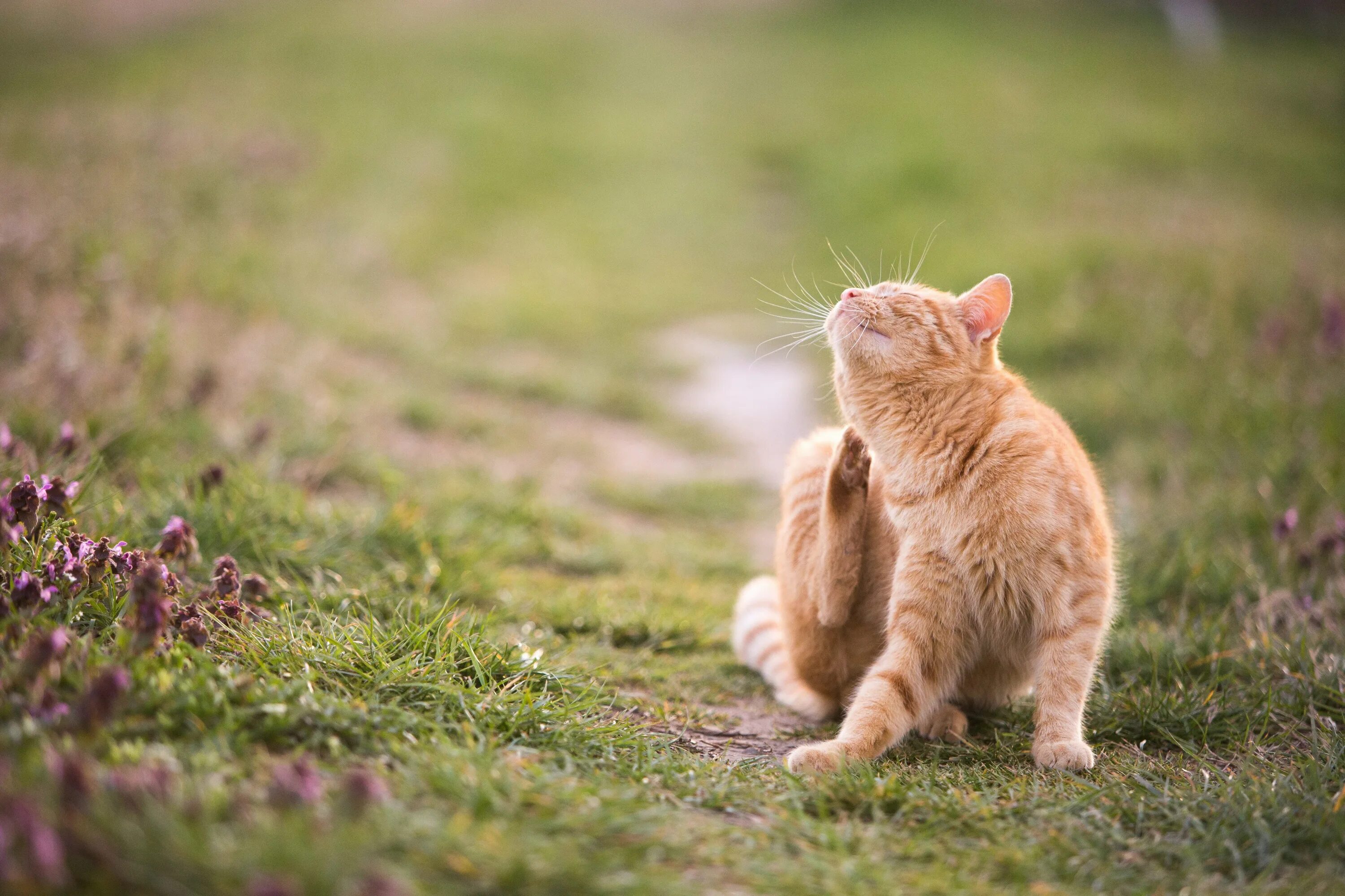 Почему котенок чешет. Кошка чешется. котика чешут за ушком. кот чухается.