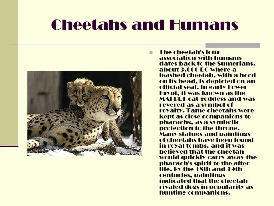 Cheetah на английском. Гепард перевод на английский. Cheetah ИИ. Cheetah перевод на русский.