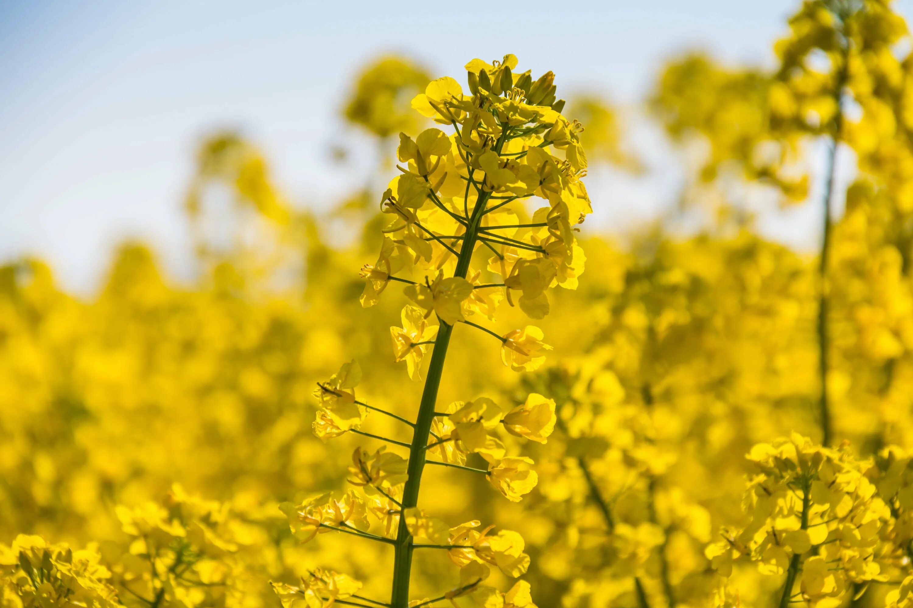 Полевой цветок примула верис. Пятилистный желтый цветок. Маточник цветок оранжевый. Желтые полевые цветы метелочки. Золотарник (золотая роза).