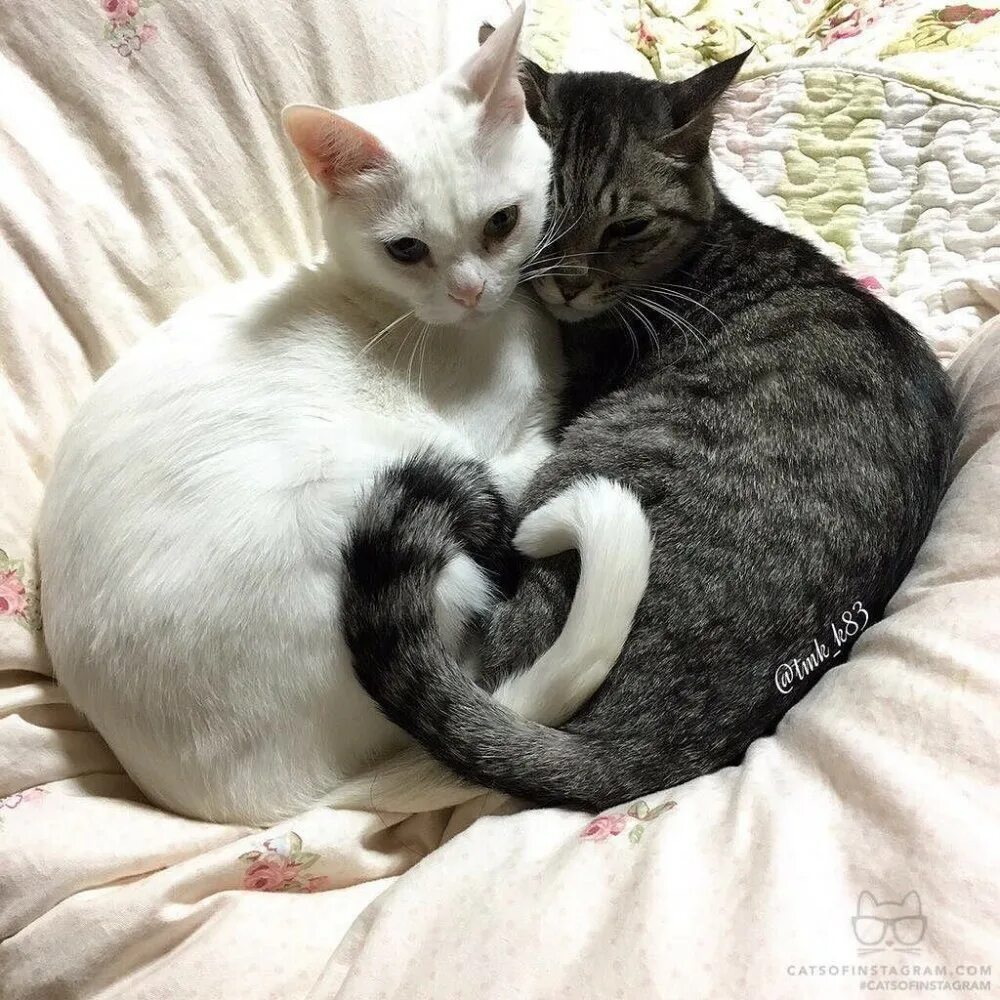 Картинки двух кошек