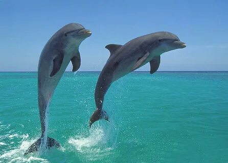 Des dauphins
