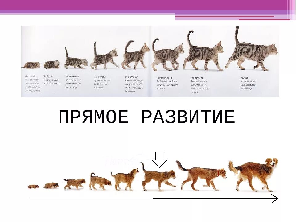 Развитие млекопитающих прямое или непрямое. Прямое развитие примеры. Прямое развитие примеры животных. Пример прямого развития животного. Прямое постэмбриональное развитие примеры.