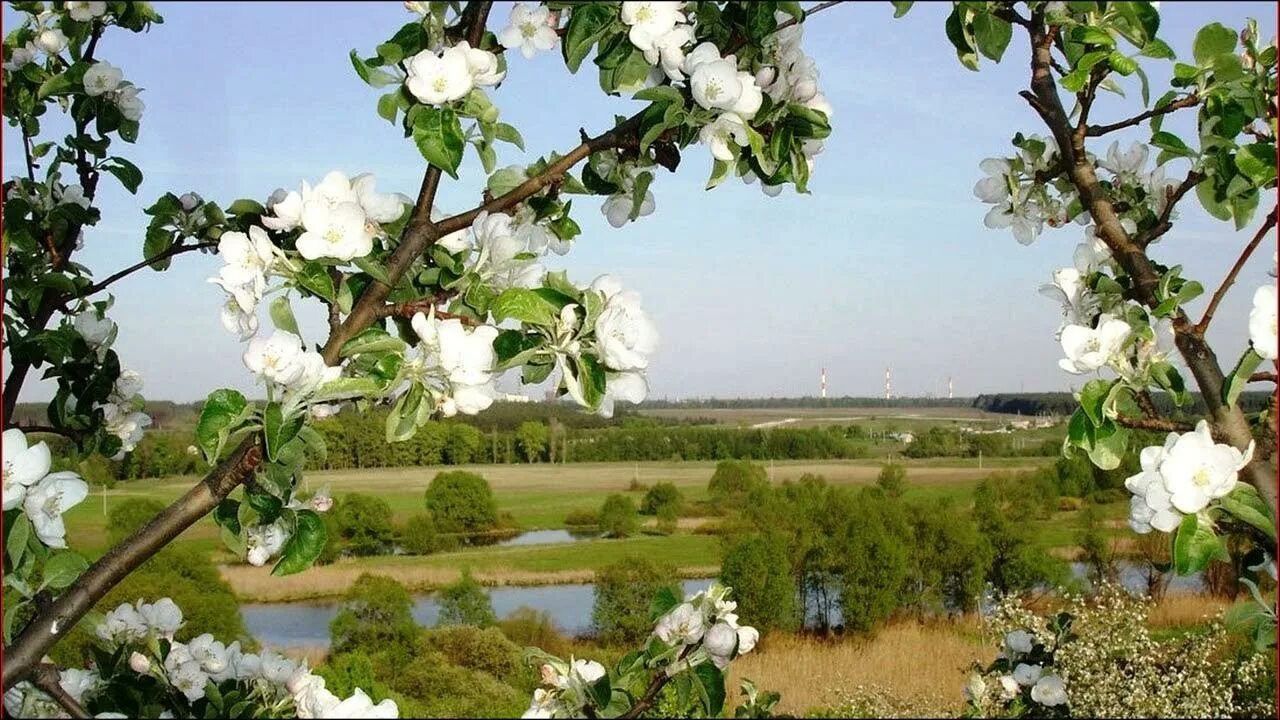 Деревня 1 мая. Плетистая роща Яблоневый сад. Яблоня Орлик цветет. Май черемуха яблоня. Яблоневый сад цветение.