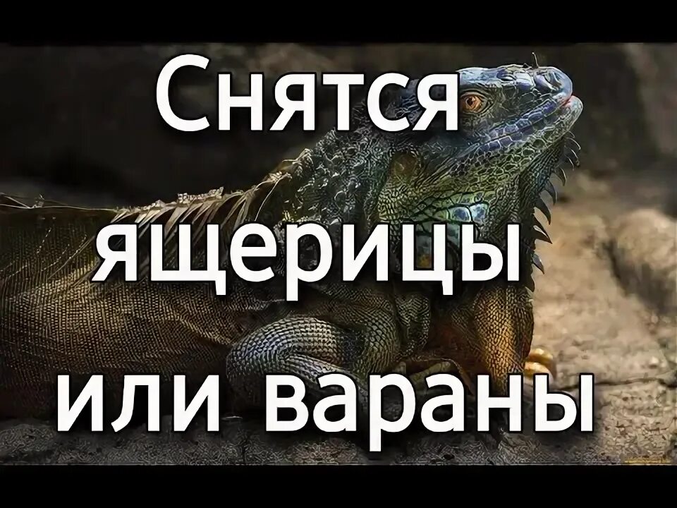 К чему во сне ящерица для женщин. Полосатый варан. К чему снится ящерица женщине. К чему снится варан женщине. К чему снится варан женщине.