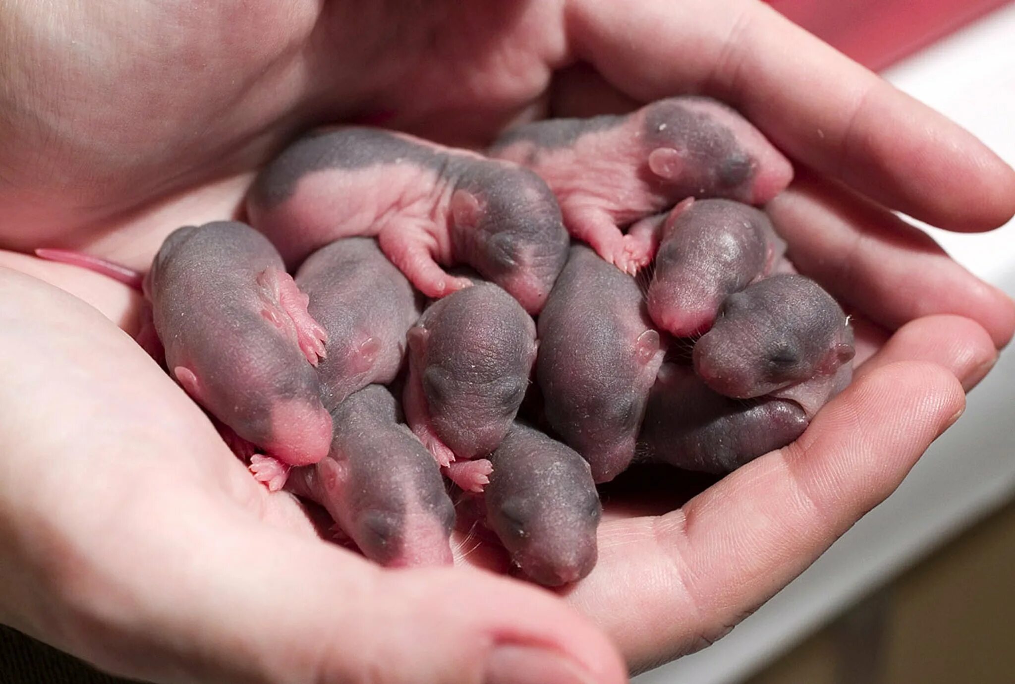 Сколько мышей. Новорожденные крысята Дамбо. Новорожденный крысенок Дамбо. Новорожденные крысы Дамбо. Крысы Дамбо Детеныши.
