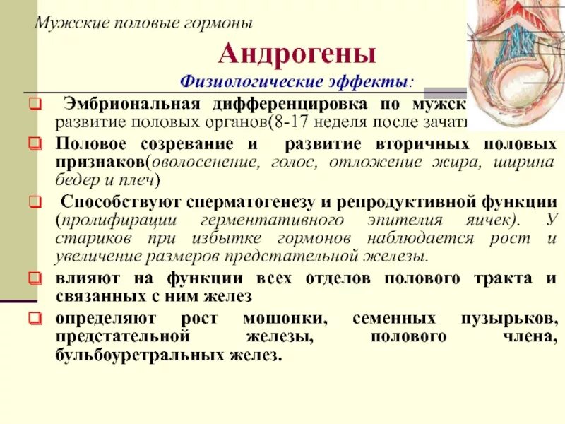 Придаточные железы мужчины. Функции мужских половых гормонов. Эффекты мужских половых гормонов. Физиологические эффекты мужских половых гормонов. Влияние гормонов половых желез.