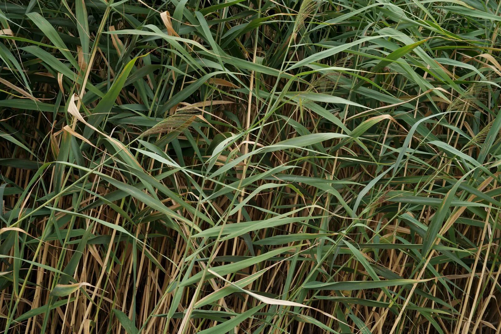 Тростник южный. Тростник phragmites Australis. Тростник Южный phragmites Australis. Тростник обыкновенный (phragmites communis. Тростник phragmites communis Trin.