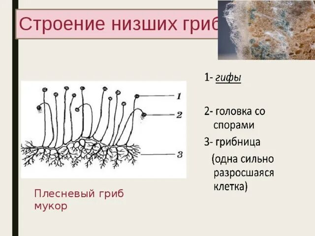 Каково значение гриба мукора в жизни. Строение мицелия мукора. Плесневый гриб мукор строение. Строение мицелия гриба мукора. Строение плесневелого гриба мукора.