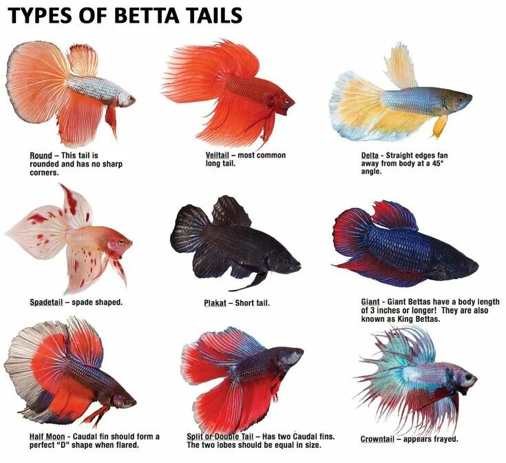 Tetras for Classic South American Community Aquarium